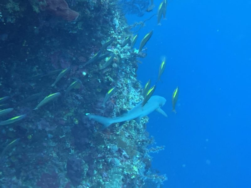 Requin white tip
